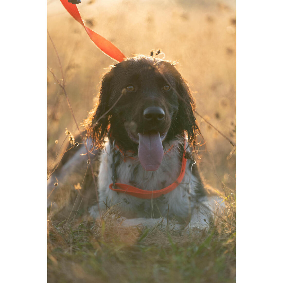 IMG_8808013_4