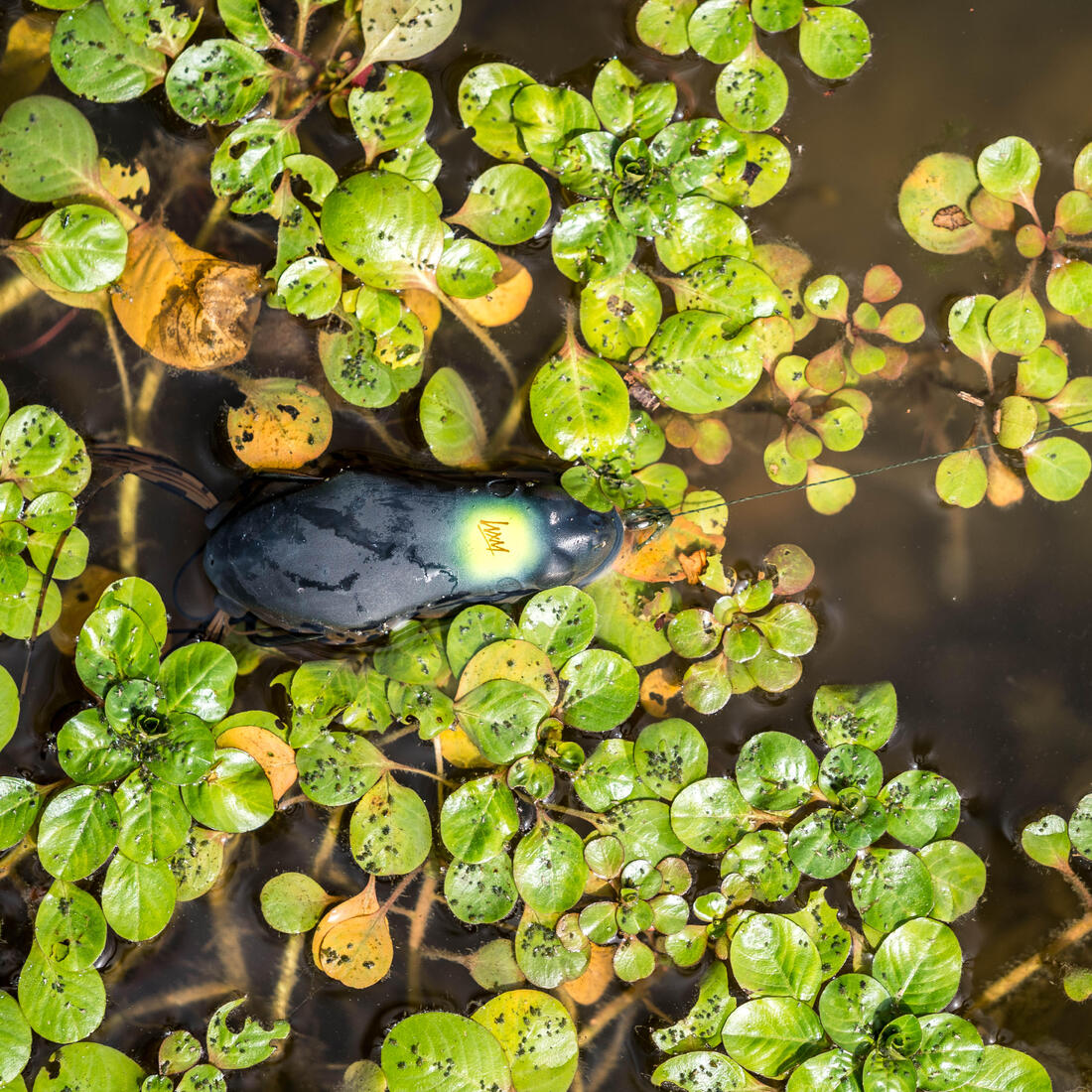 IMG_8831979_5