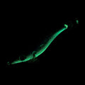 IMG_2274670